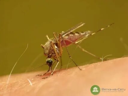 Появились новые комары