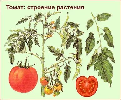 Какое растение имеет плод томат
