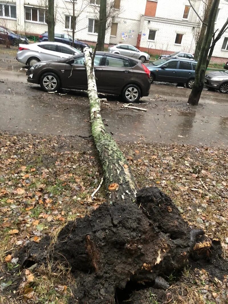 На землю равномерно падает березовый лист
