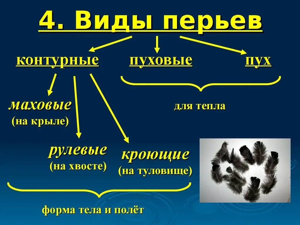 Характеристика пера птицы. Виды перьев. Виды перьев у птиц. Перья птиц классификация. Классификация птичьих перьев.