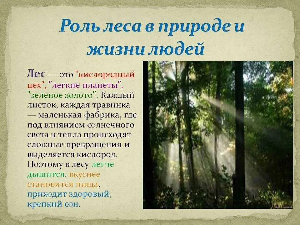 Роль леса в жизни человека. Лес в жизни человека. Роль лесов в жизни человека. Доклад про лес.