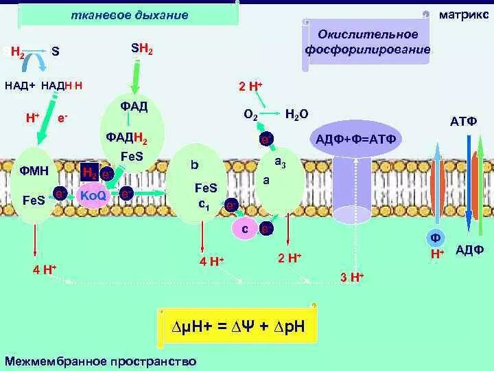 Фосфорилирование биохимия. Схема тканевого дыхания биохимия. Окислительное фосфорилирование фадн2. Общая схема тканевого дыхания. Дыхательная цепь и окислительное фосфорилирование.