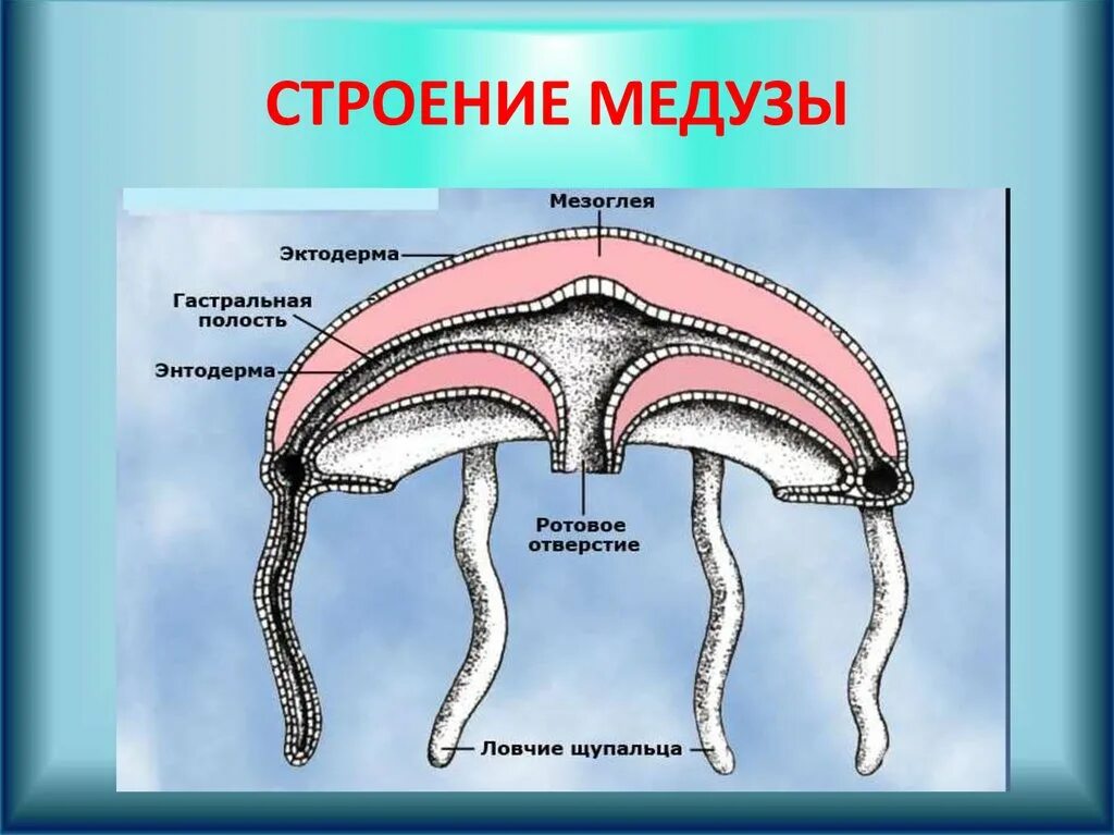 Образуется гастральная полость. Строение сцифоидной медузы. Схема строения сцифоидной медузы. Внешнее строение сцифоидных медуз. Кишечнополостные строение медузы.