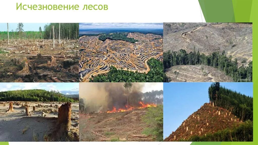 Чунский лпк вывозка леса. Истребление лесов. Лес после вырубки. Истребление лесного покрова. Вырубка лесов экологическая проблема.