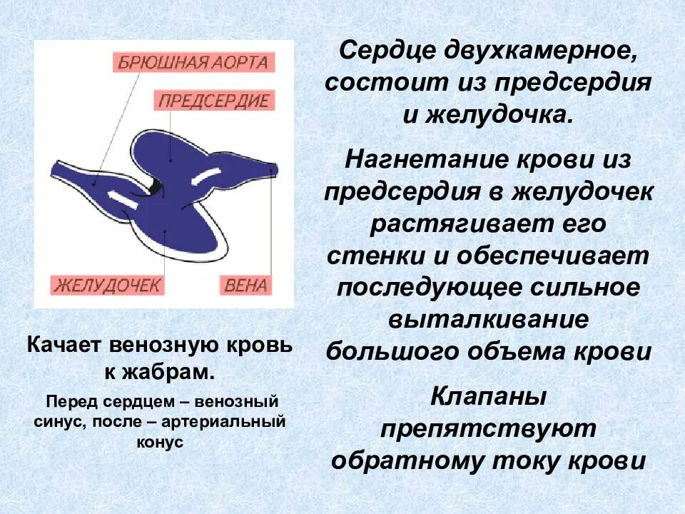 Двухкамерное сердце. Сердце рыб двухкамерное состоит. Двухкамерное сердце у рыб. Двухкамерное сердце имеют. У каких хордовых двухкамерное сердце