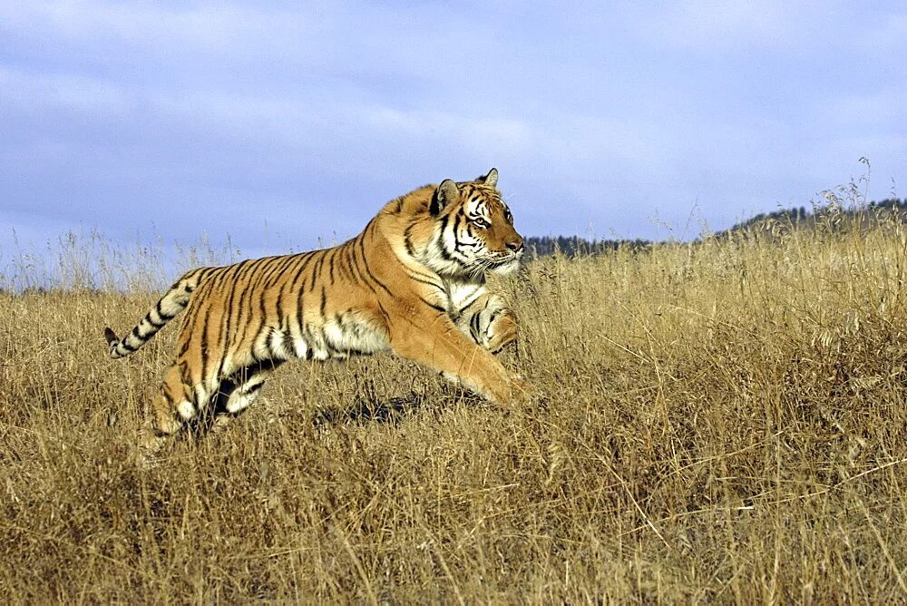 Тигр бежит. Тигр на бегу. Тигр бегает. Амурский тигр на охоте.