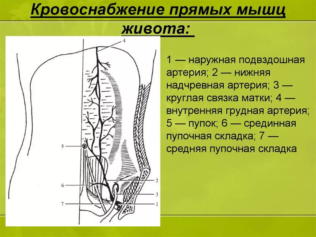 Области брюшной стенки живота. Нижняя надчревная артерия топография. Кровоснабжение переднебоковой брюшной стенки. Переднебоковая стенка живота топографическая. Топография переднебоковой брюшной стенки.