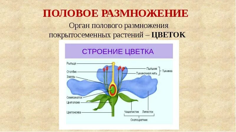 Жизнедеятельность покрытосеменных. Схема размножения покрытосеменных растений 6 класс биология. Схема полового размножения покрытосеменных растений. Органы размножения растений схема. Схема полового размножения растений биология 6 класс.