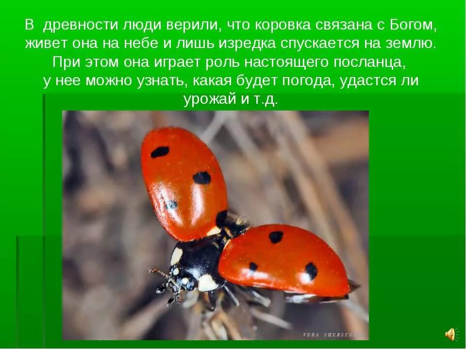 название бодъей короаки. божья коровка почему так называется. почему коровка. божья коровка название. божья коровка название.