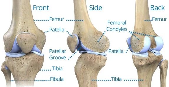 Мыщелок колена. Анатомия мыщелков бедренной кости. Медиальный мыщелок бедренной кости анатомия. Коленный сустав мыщелковый. Наружный мыщелок бедренной кости.