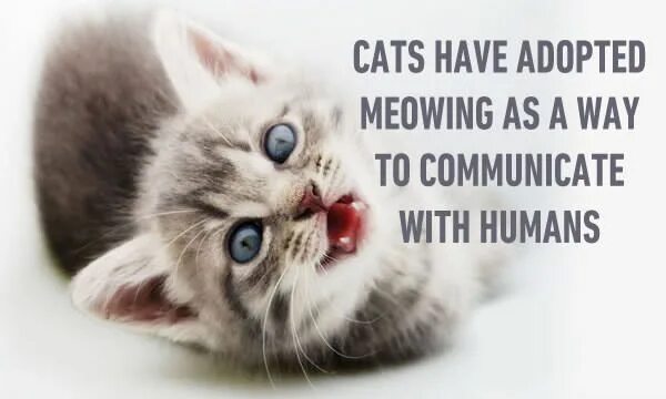 wallpaperpinterest.com Kittens cutest, Super cute kittens, Kitten wallpaper