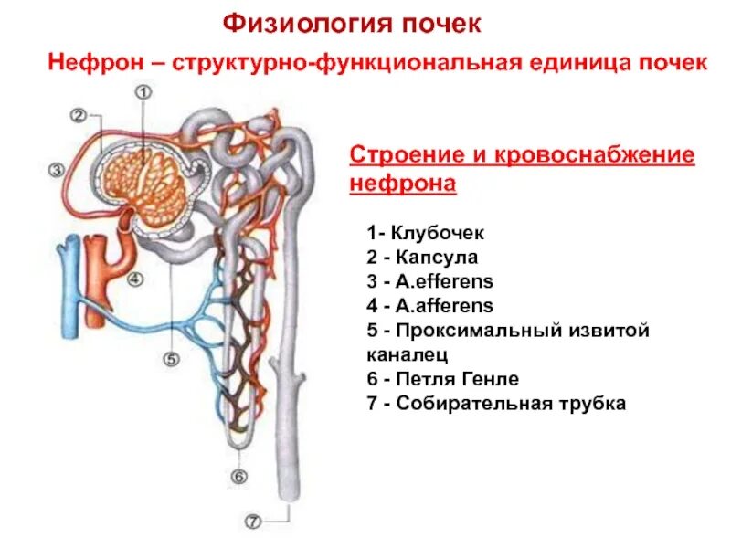 Строение почки и строение нефрона. Строение нефрона почки анатомия. Мочевыделительная система человека строение нефрона. Отделы нефрона почки физиология.