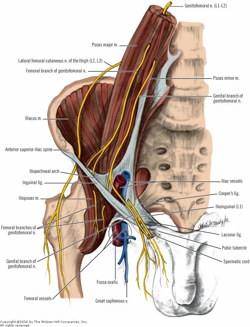 Невропатия полового нерва. Подвздошно подчревный нерв. Подвздошно подчревный нерв анатомия. Подвздошно-подчревный и подвздошно-паховый нервы. Нерв ilioinguinalis.