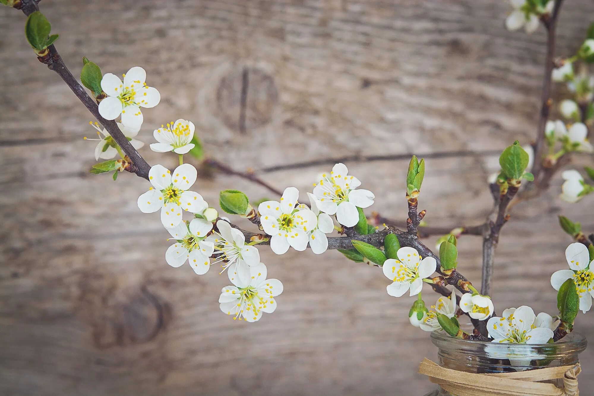 White blossoms. Цветущие ветки. Цветущая веточка. Цветы вишни. Ветка вишни.