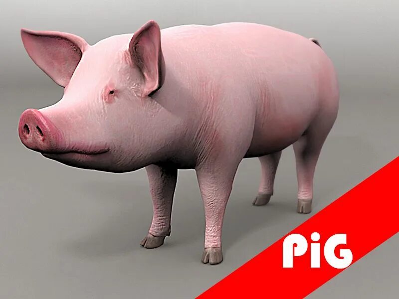 Мод свинка. Низкополигональная 3д модель свиньи. Свинья модель. 3d свинья. 3д модель поросенка.