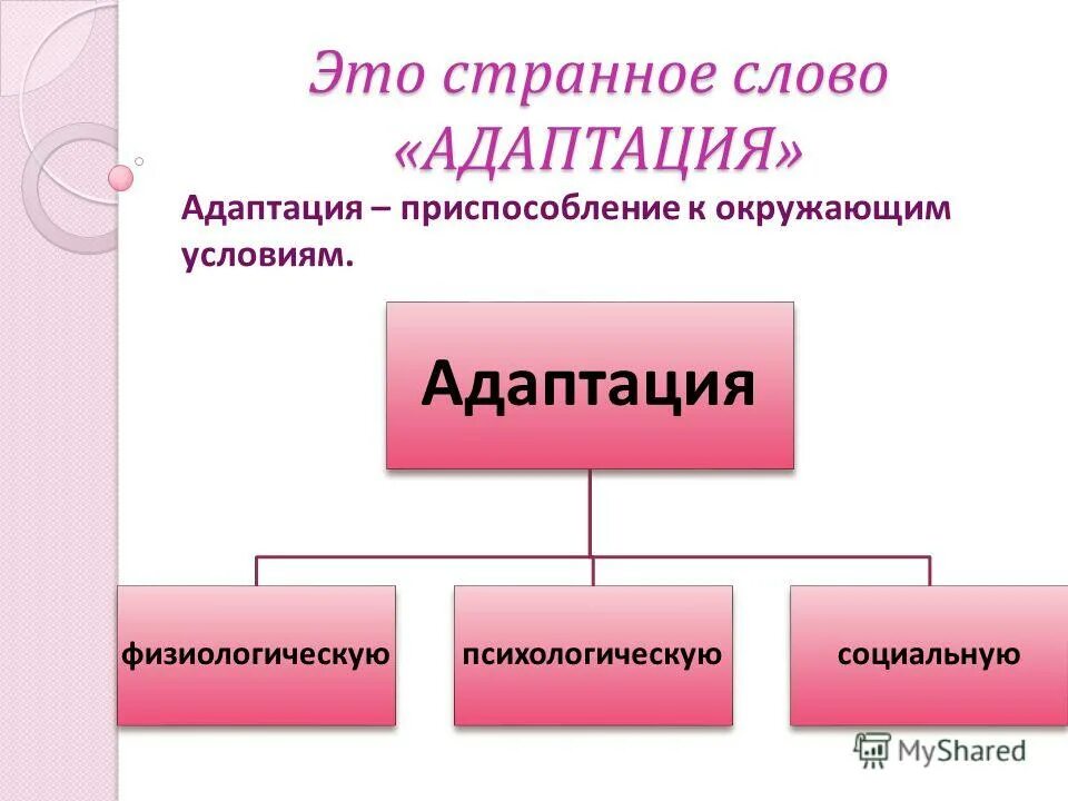 Синоним слова адаптация. Адаптация ассоциации. Картинки на тему адаптация. Адаптация это своими словами. Социальная адаптация в школе.