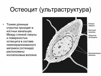 Остеоцит какая ткань