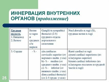 Что такое иннервация