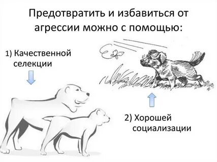 Пищевая агрессия