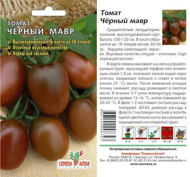 Помидоры черный мавр описание сорта фото. Томат черный мавр семена алтая. сорт томатов черный мавр. сорт помидор черный мавр. томаты черный мавр описание сорта.
