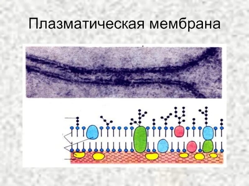 Микрофотография плазматической мембраны. Мембрана клетки микрофотография. Плазматическая мембрана гидрофобные. Плазматическая мембрана клетки.