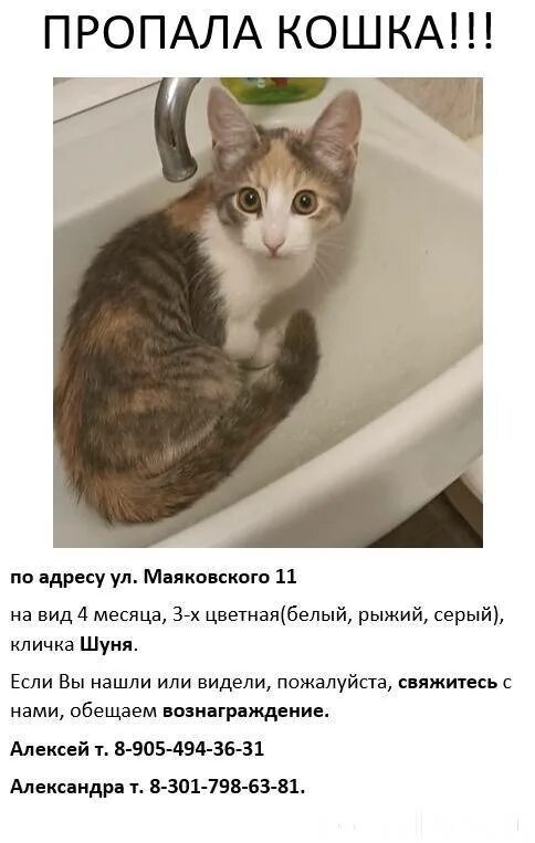 Шуня имя. Шуня имя. Shoo певица. Шуня полное имя. Шуня кошка.