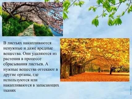 Сигнал для листопада