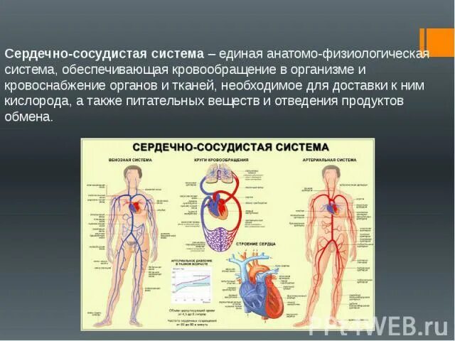 Общая схема сердечно сосудистой системы физиология. Кровеносная система обеспечивает поступление ко всем органам. Органы кровеносной системы схема. Органы кровеносной системы человека 3 класс. Кровообращение человека кровеносная система схема.