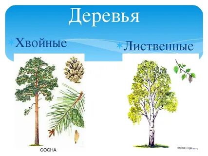 Отличие хвойные лиственные