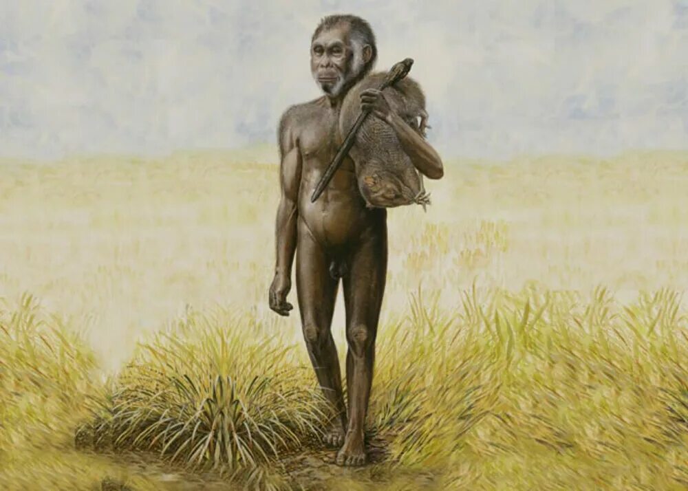 Человек с острова Флорес хоббиты. Человек флоресский Хоббит. Человек флоресский homo floresiensis.