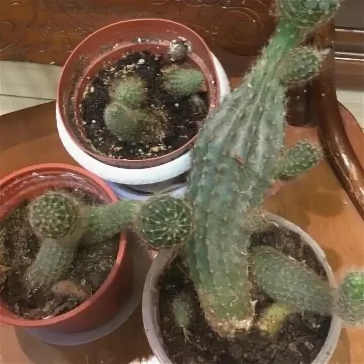 Cactus 150
