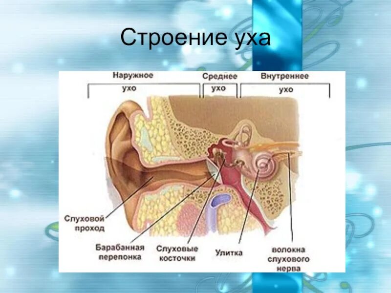 Наружное ухо строение внутреннее строение. Наружное ухо среднее ухо внутреннее ухо строение. Среднее ухо анатомия строение. Строение наружного среднего и внутреннего уха. Внутреннее ухо орган слуха состоит