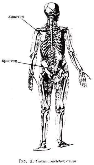 Скелет человека крестец. Крестец на скелете. Крестцовая кость на скелете. Скелет человека крестех.