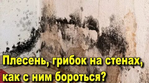 Плесень, грибок на стенах как с ним бороться? - YouTube