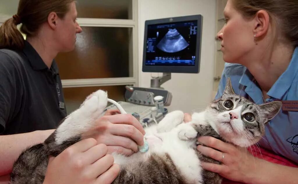 Ультразвуковое исследование кошки. Болезни кормящих кошек