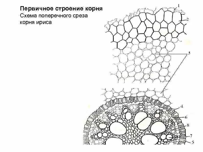 Строение молодого корня фасоли под микроскопом. Первичное Анатомическое строение корня ириса германского. Поперечный срез корня ириса. Первичное строение корня ириса на поперечном срезе. Поперечный срез корня ириса германского.