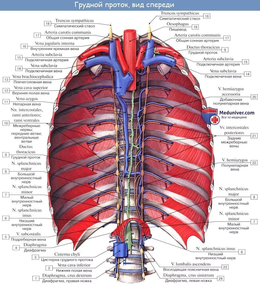 Непарная Вена топографическая анатомия. Непарная и полунепарная Вена. Топографическая анатомия сосудов грудной клетки. Грудной лимфатический проток и аорта.