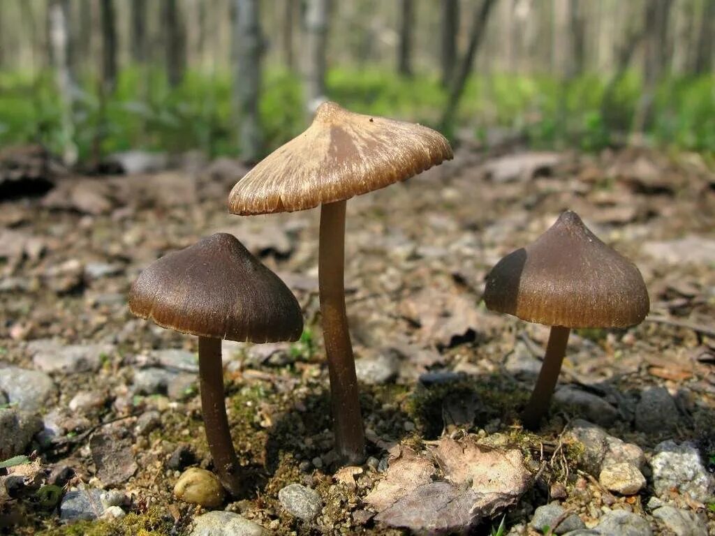 Весенние съедобные грибы фото и название. Гриб Энтолома Весенняя. Энтолома гриб поганка. Весенние грибы Подмосковья несъедобные. Ядовитые грибы в Подмосковье.