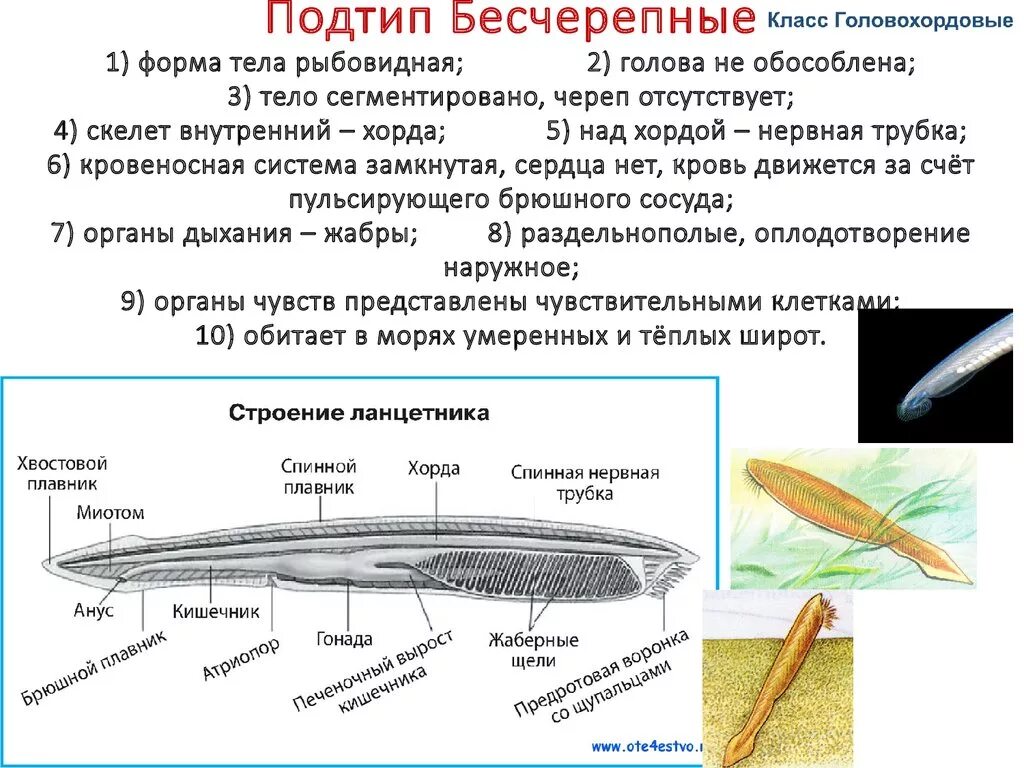 Бесчерепные класс Ланцетники общая характеристика. Хорда у бесчерепных. Характеристика подтипа Бесчерепные класс Ланцетники. Подтип Бесчерепные класс Ланцетники таблица. Ланцетник беспозвоночное животное