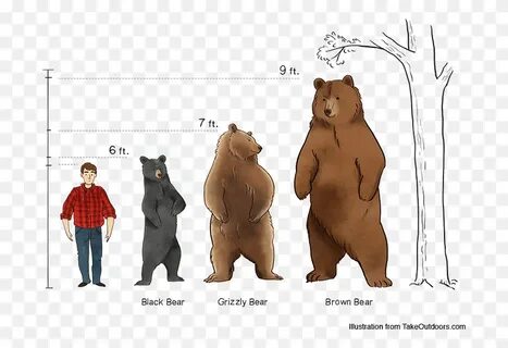медведь гризли и бурый медведь сравнение: 2 тыс изображений найдено в  Яндекс Картинках