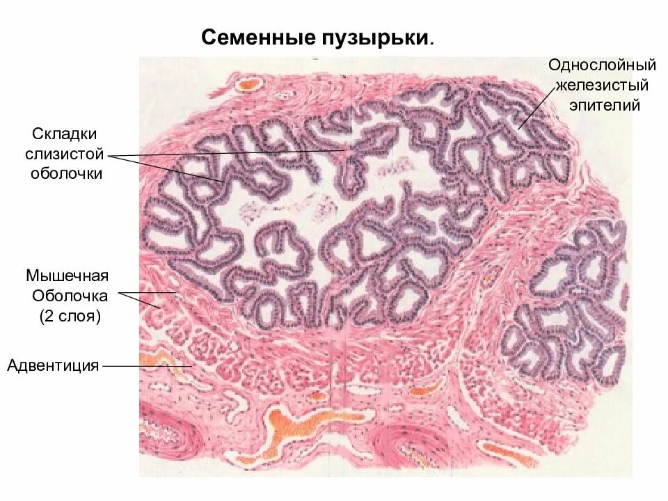 Семенные пузырьки железы. Строение предстательной железы гистология. Предстательная железа гистология препарат. Семенные пузырьки гистология. Семенные пузырьки гистология препарат.