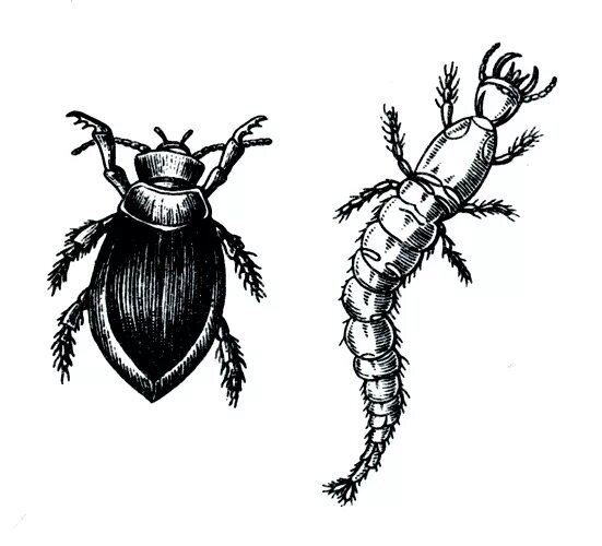 жук плавунец самка и самец. жук плавунец тип развития. жук плавунец тип развития. водомерка жук плавунец. жук плавунец тип развития.