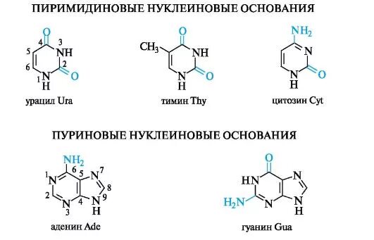 Биохимия нуклеиновых кислот - презентация онлайн