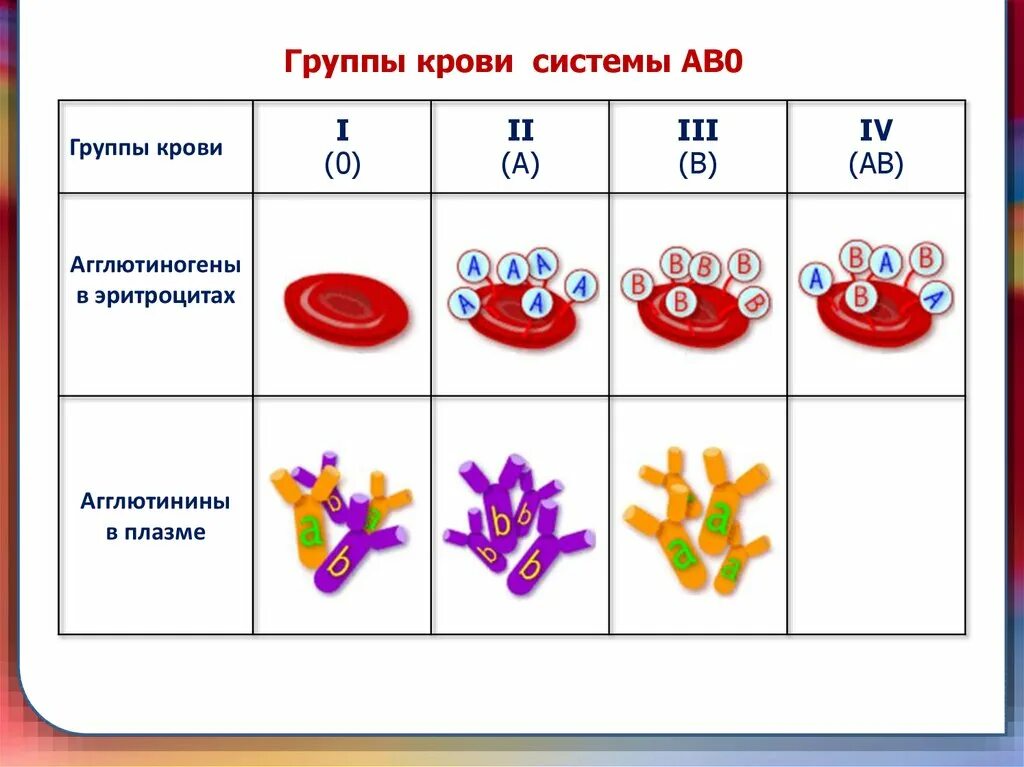 Группа крови mn. Система ав0 группы крови. Группы крови по системе MN. Группы крови по системе ав0. Система MN группы крови.