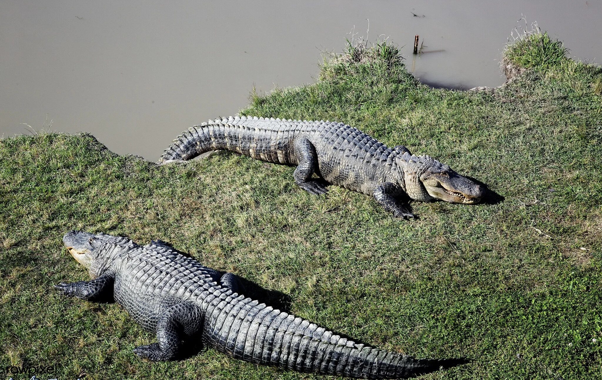 Нильский крокодил относится к пресмыкающимся. Миссисипский Аллигатор. Гребнистый крокодил. Миссисипский Аллигатор крокодилы и ко. Пресмыкающиеся крокодил.
