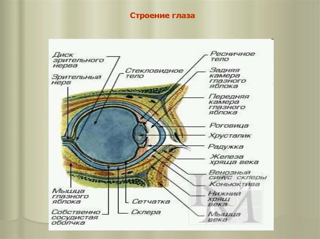 Структура глаза птицы. Строение глаза. Анатомия глаза. Строение глаза кошки. Строение глаза кошки фото.