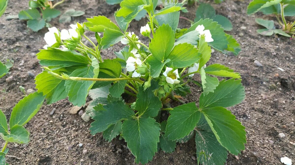 Клубника после зимы. Заморозки на клубнике весной. Возвратные заморозки для виктории. Клубника после заморозков весной что делать. Листья клубники после заморозков.