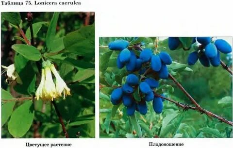 Голубое веретено описание сорта