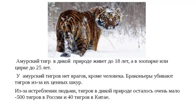 В какой среде обитают тигры. Амурский тигр. где обитают тигры. враги тигра.