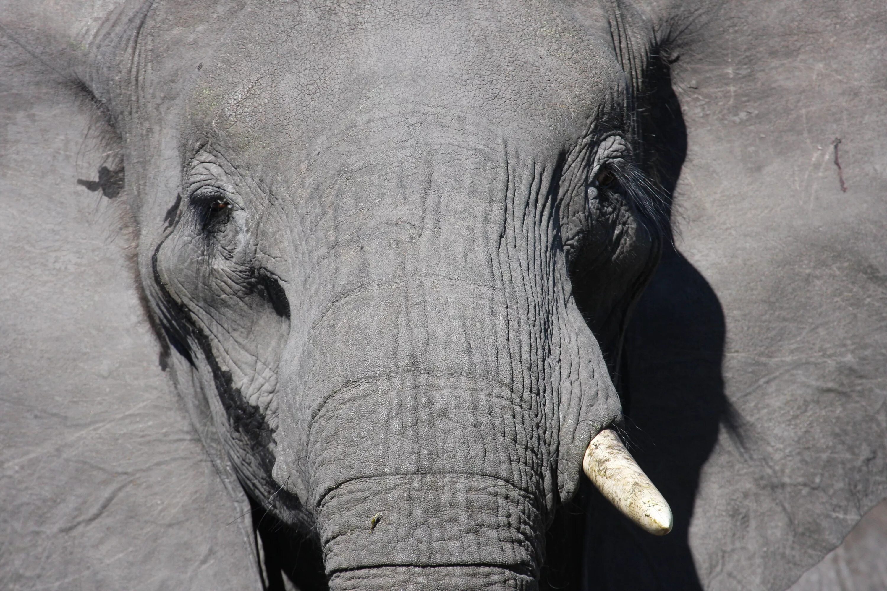 Elephant tusks. Бивни африканского слона. Слон бивни слонов. Клыки слона. Слоновий бивень.